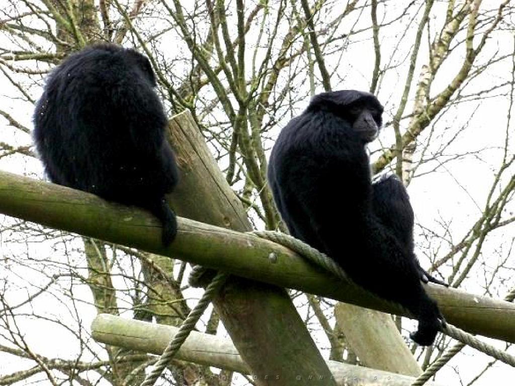 149 BIO PARC DE DOUE LA FONTAINE 5- 2016_000023.jpg